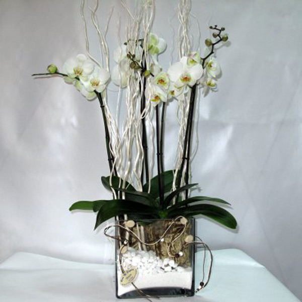 Orquídeas Artificiales con Cuarzo – En Casa Mty
