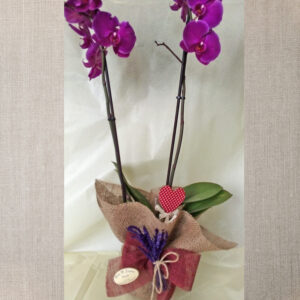 Orquidea Sant Valentín